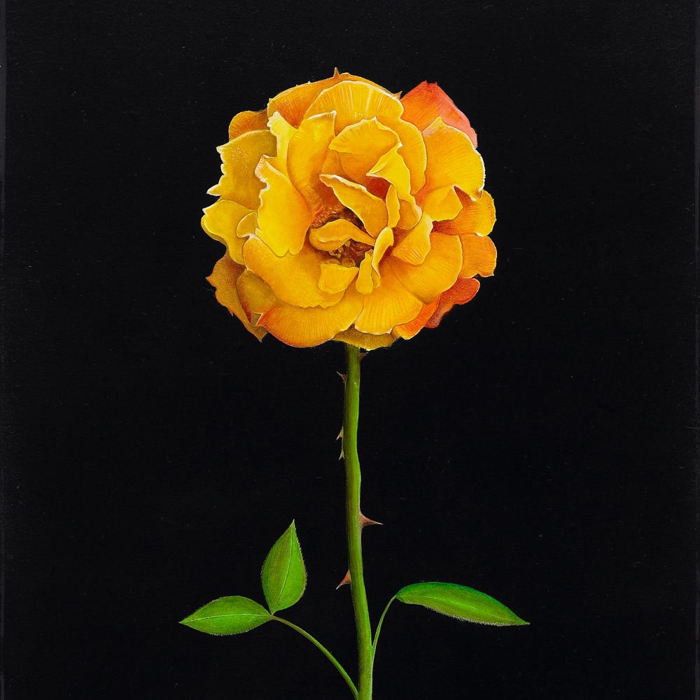 A Golden Rose